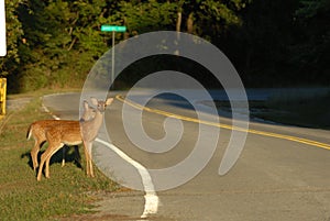 Deer Crossing