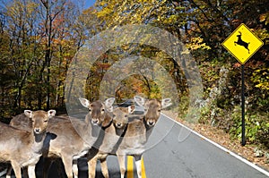 Deer Crossing Dangerously