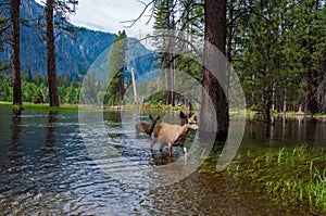 Deer crossing overflowing Merced river in Yosemite nation park