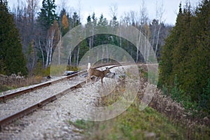 Deer crossing railways