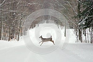 Deer Crossing Road photo