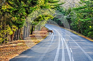 A Deer Crossing the Road in Arcadia National Park