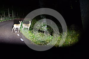 Deer crossing the road photo