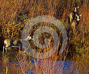 Deer Crossing a Stream