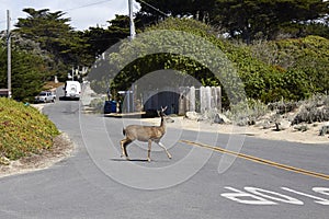 Deer crossing street