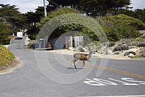 Deer crossing street