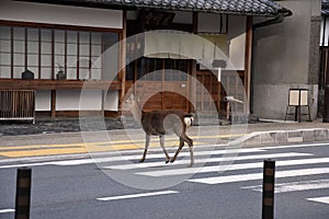 Deer crossing the street over a zebra crossing