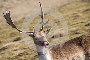 Cervo una donna natura animali e piante l'animale O mammifero Selvaggio 