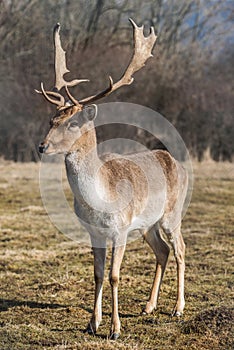 Deer dama male in nature, european wildlife animal or mammal in wild