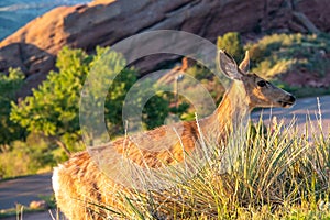 Deer at Dawn in Red Rocks Mountain Park