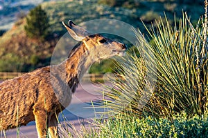 Deer at Dawn in Red Rocks Mountain Park
