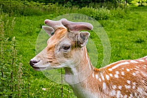 Deer- De Haar Castle, Utrecht