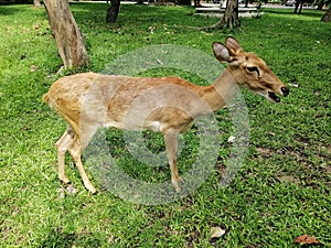 Deer in Deer Park, Open Zoo.