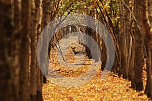 Deer doe in autumn forest