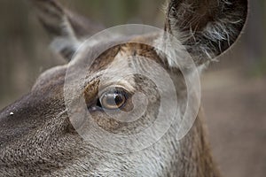 Deer doe closeup