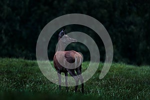 Deer doe in the dark night. Mammal on the forest meadow, rut season