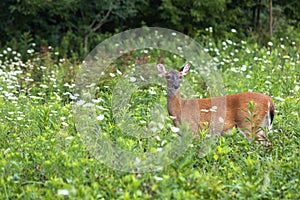 Deer Doe In Field Of White Flowers In Summer