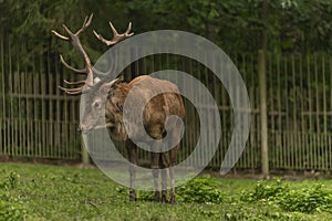 Deer and doe on green meadow in wet autumn day