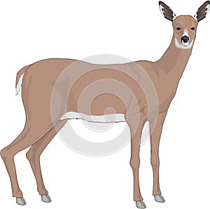 Deer Doe Illustration