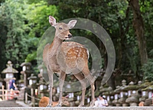 Deer -doe at Japan village