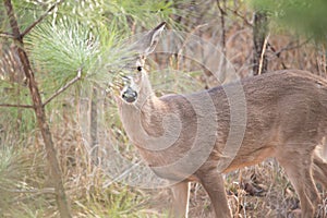 Deer doe looking around depp thick forest photo