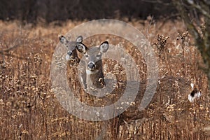 Deer/doe posing in the woodlands