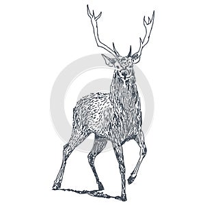 Deer drawing