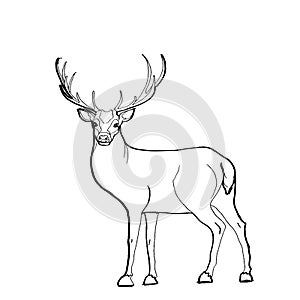 Deer drawing
