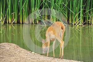 Deer Drinking