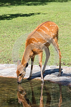 Deer drinking from a pool in animal park