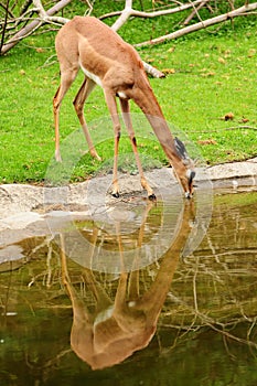 Deer drinking water