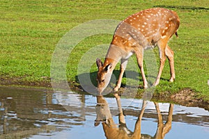 Deer drinking water photo