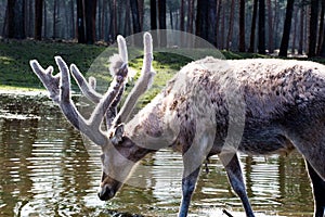 A deer drinking water