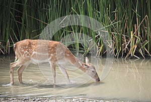Deer drinking water