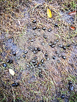 Deer droppings were in Richmond Park. photo