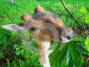 A deer in Dublin's Phoenix Park gets some dinner