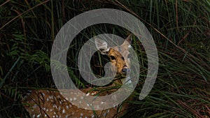 Deer at Dudhwa National park