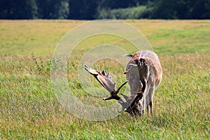 Deer in Dyrehaven Park, Denmark