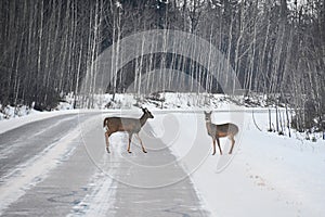 Deer, in the early morning