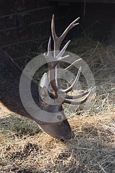 Deer eat breakfast in the wildlife park