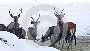 Deer eat food in winter.