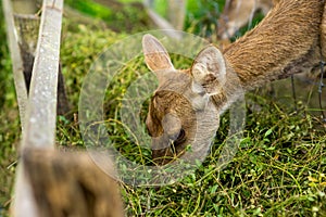 Deer eating food intently.