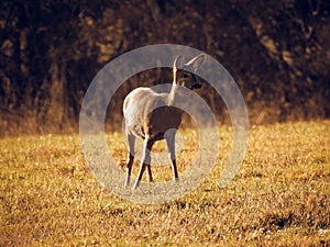 Deer eating graas in autumn time.