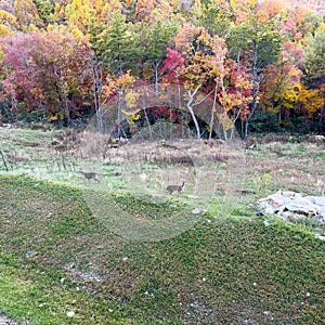 deer eating grass in front of colorful fall folliage in the Blue Ridge Mountains