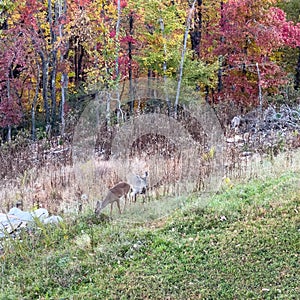 Deer eating grass in front of colorful fall folliage in the Blue Ridge Mountains