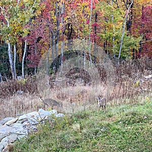 Deer eating grass in front of colorful fall folliage in the Blue Ridge Mountains