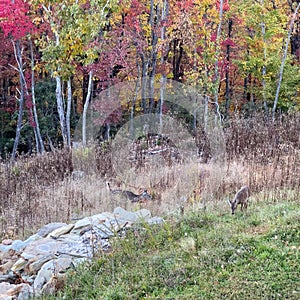 Deer eating grass in front of colorful fall folliage in the Blue Ridge Mountains