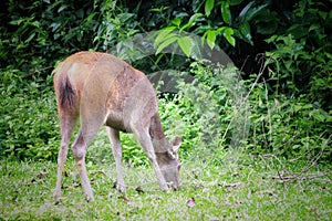 Deer eating the grass in the khaoyai national park ,Thailand