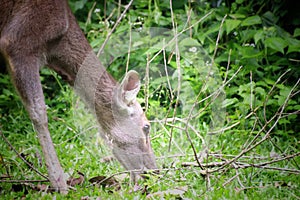 Deer eating the grass in the khaoyai national park ,Thailand