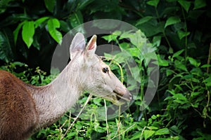 Deer eating the grass in the khaoyai national park ,Thailand